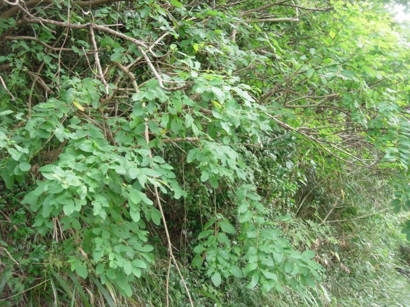 ヒトツバハギの葉の写真
