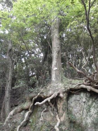 クロガネモチの木の写真