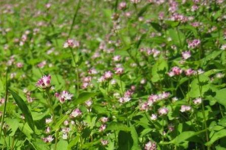 ミゾソバの花の写真