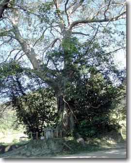 大きな枝が空高く伸びている木々の写真