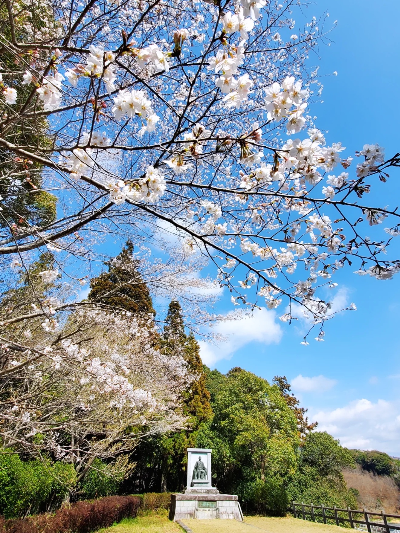 桜の花と伊藤公の銅像