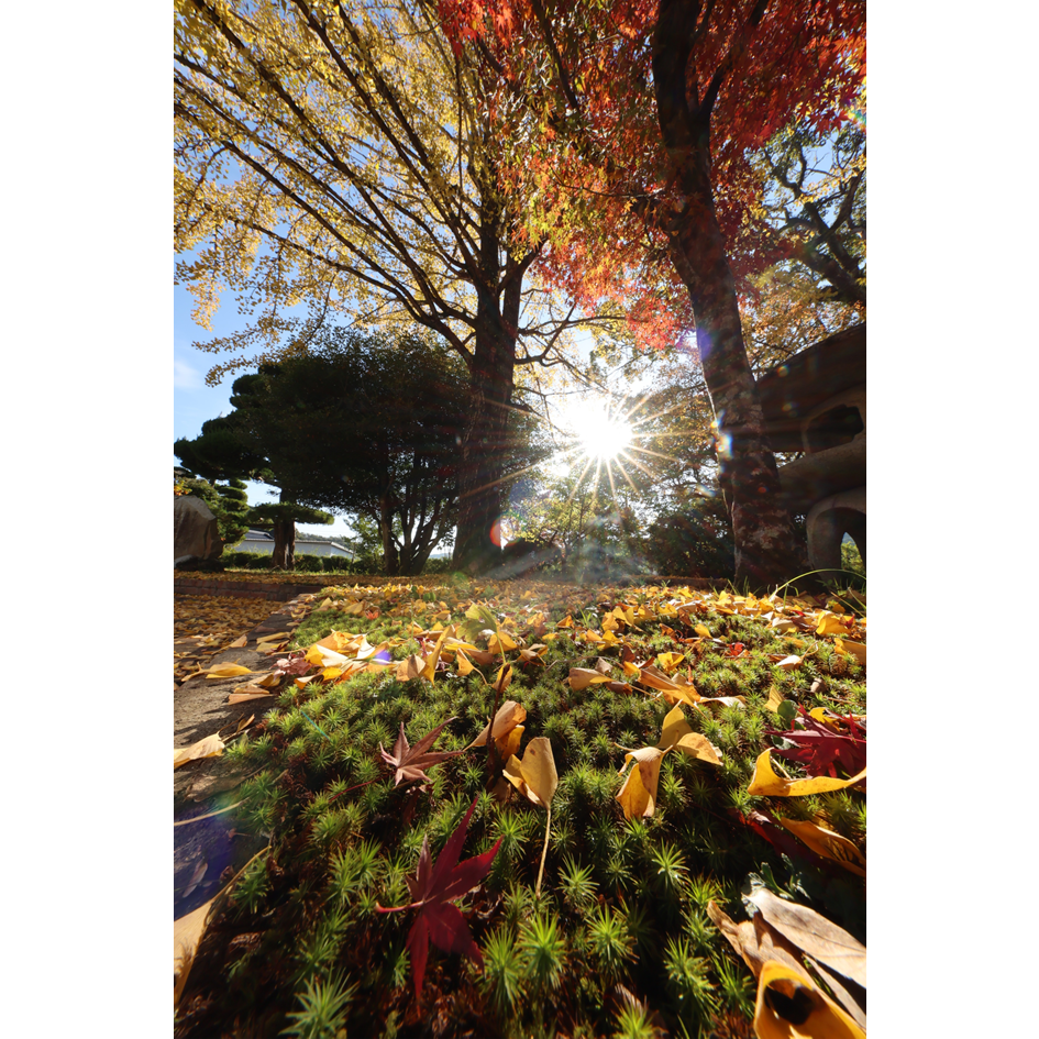 伊藤公記念公園の紅葉