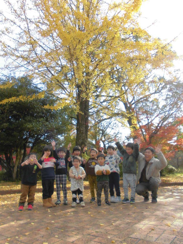 伊藤公記念公園で束荷幼稚園の園児たちがイチョウ集めする様子