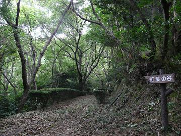 中央に枯葉が沢山落ちている山道があり、両脇に木が立っている写真