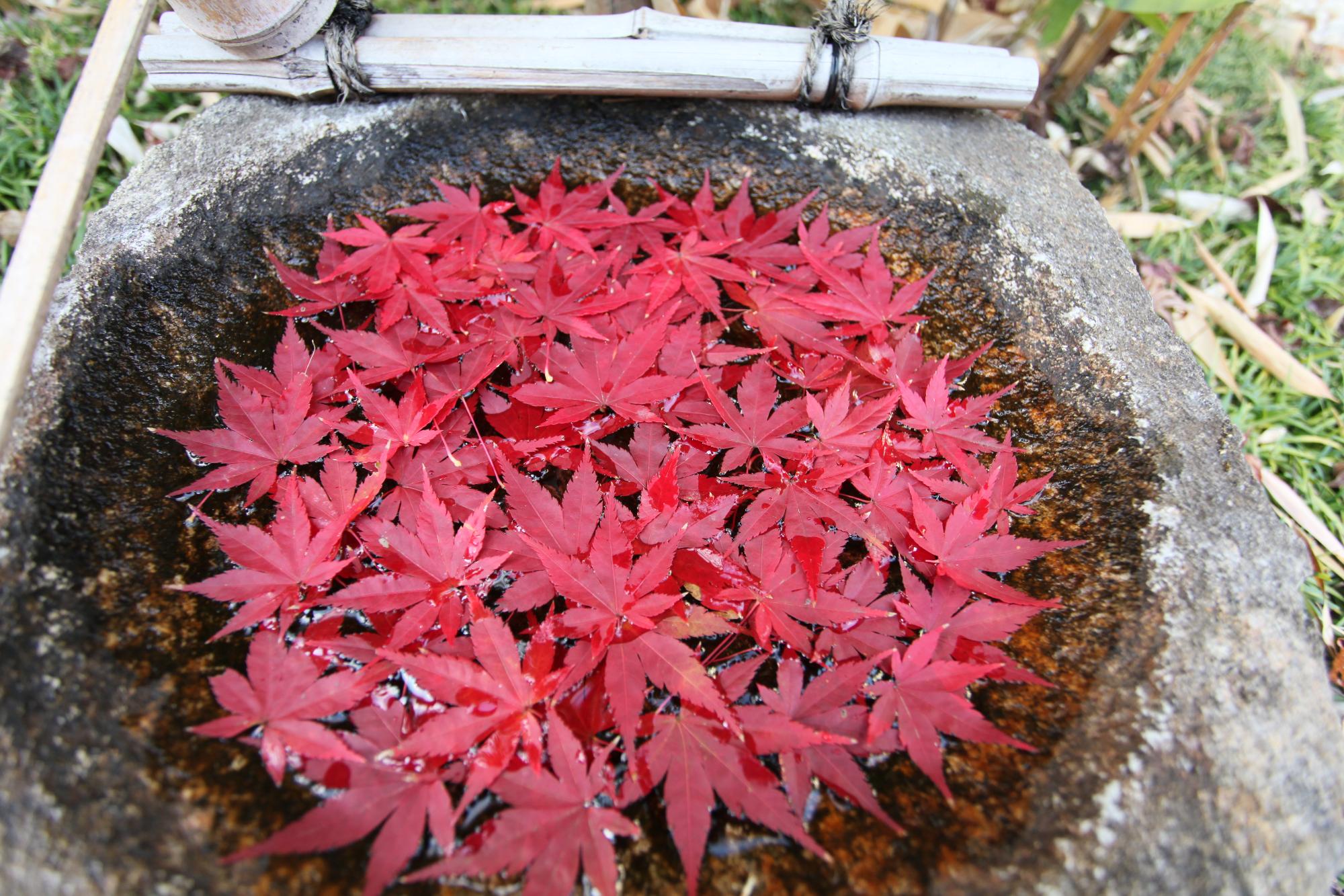 もみじの花手水の写真