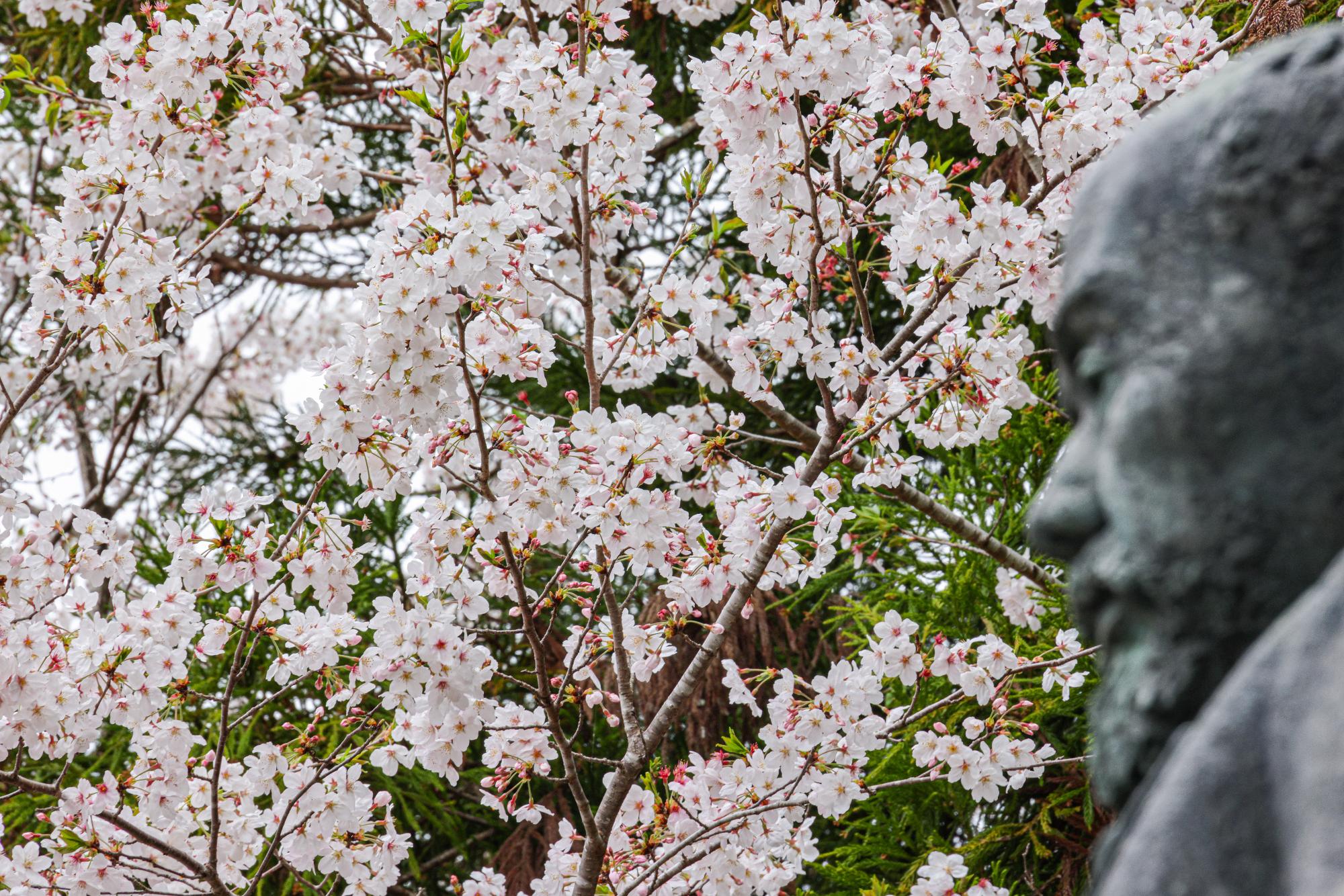 桜の写真