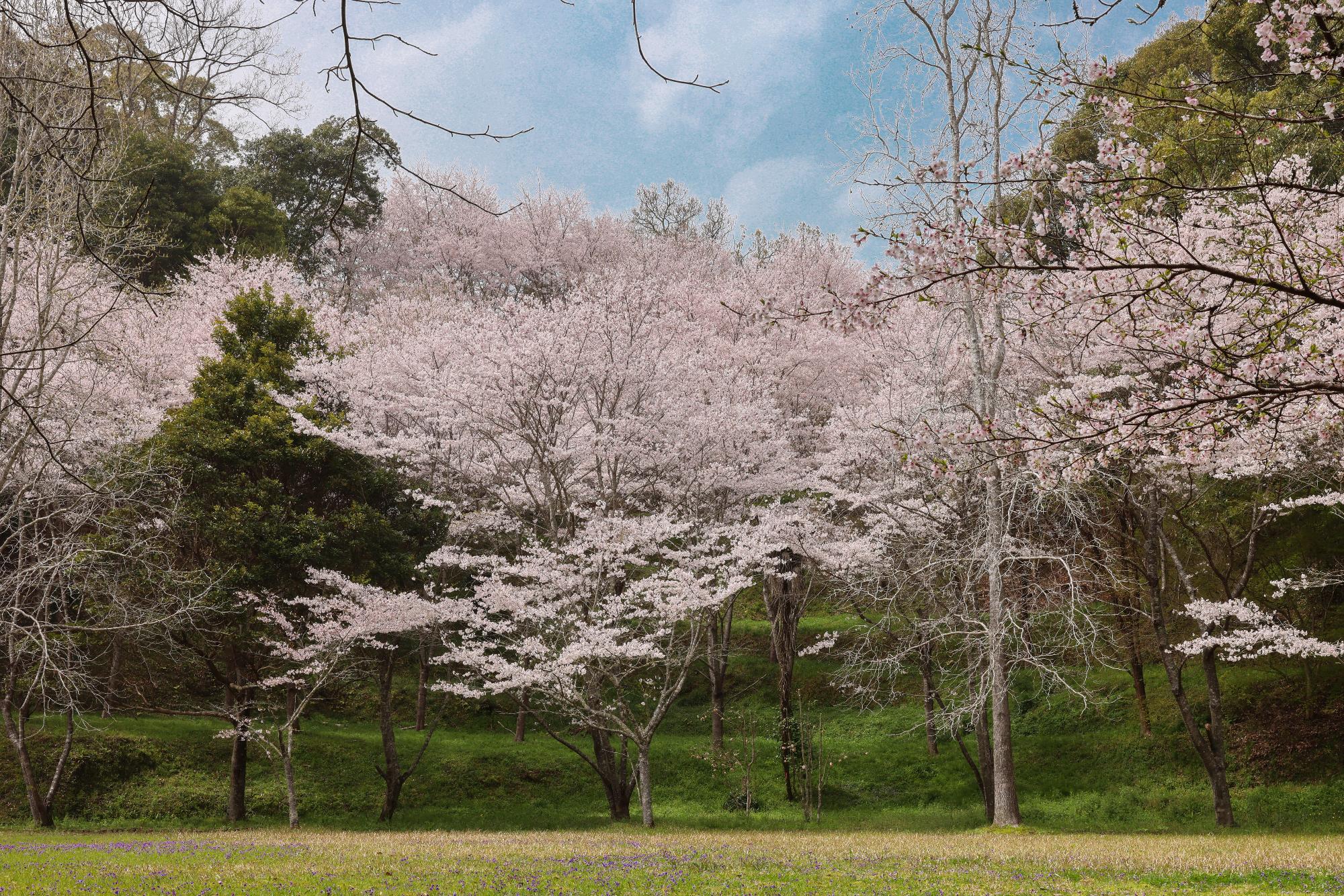 桜の写真