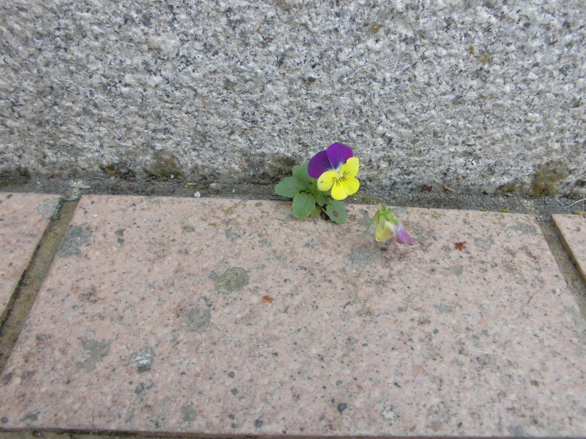 伊藤公資料館の隙間に咲くビオラの写真