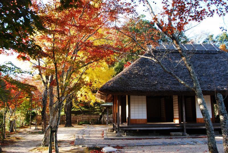 紅葉した木に囲まれている茅葺の家の写真