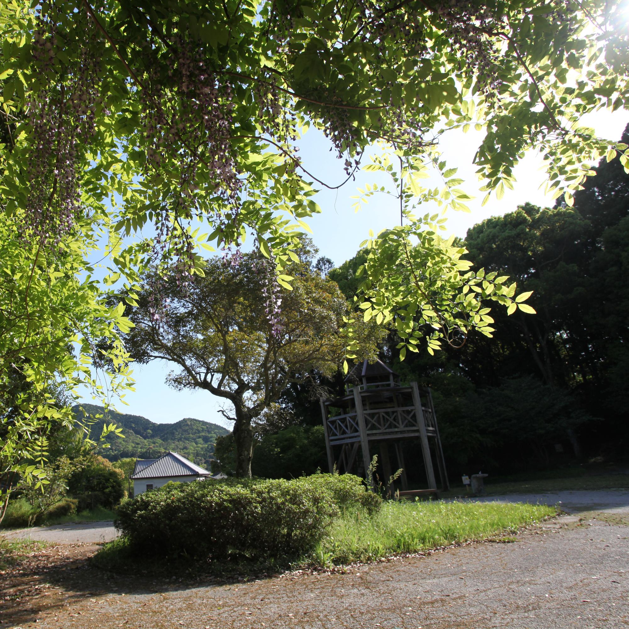 伊藤公記念公園の藤棚の写真