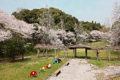 桜の写真