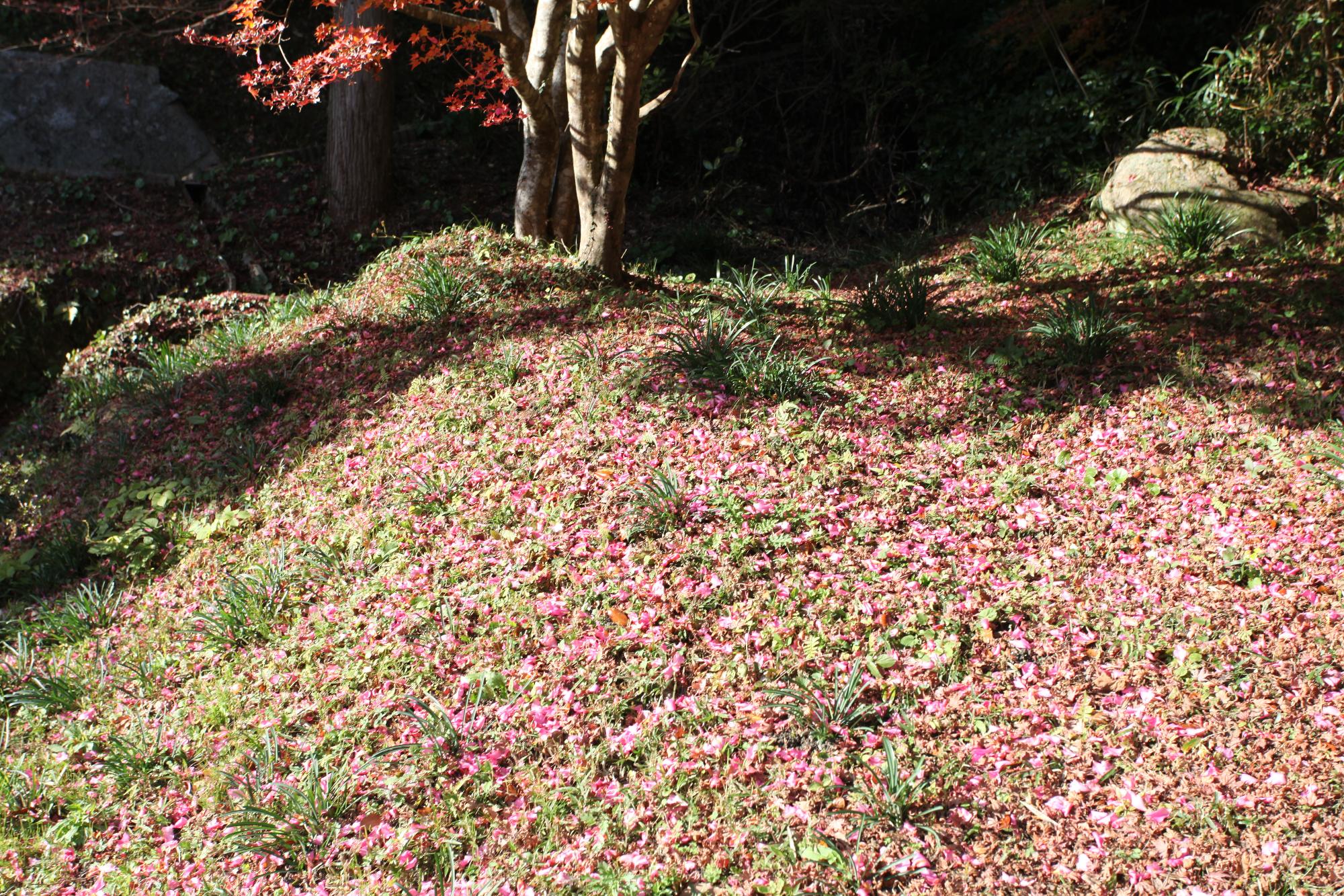 山茶花の写真