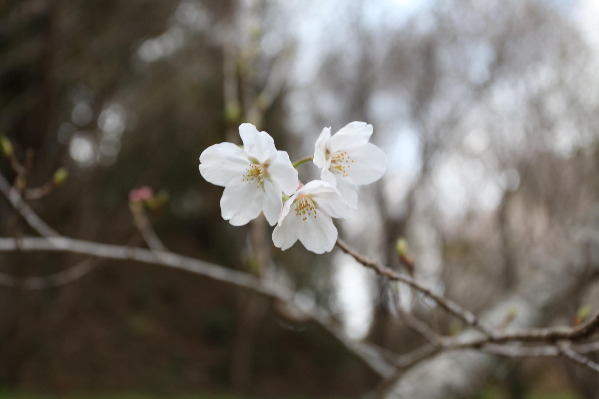 桜の写真