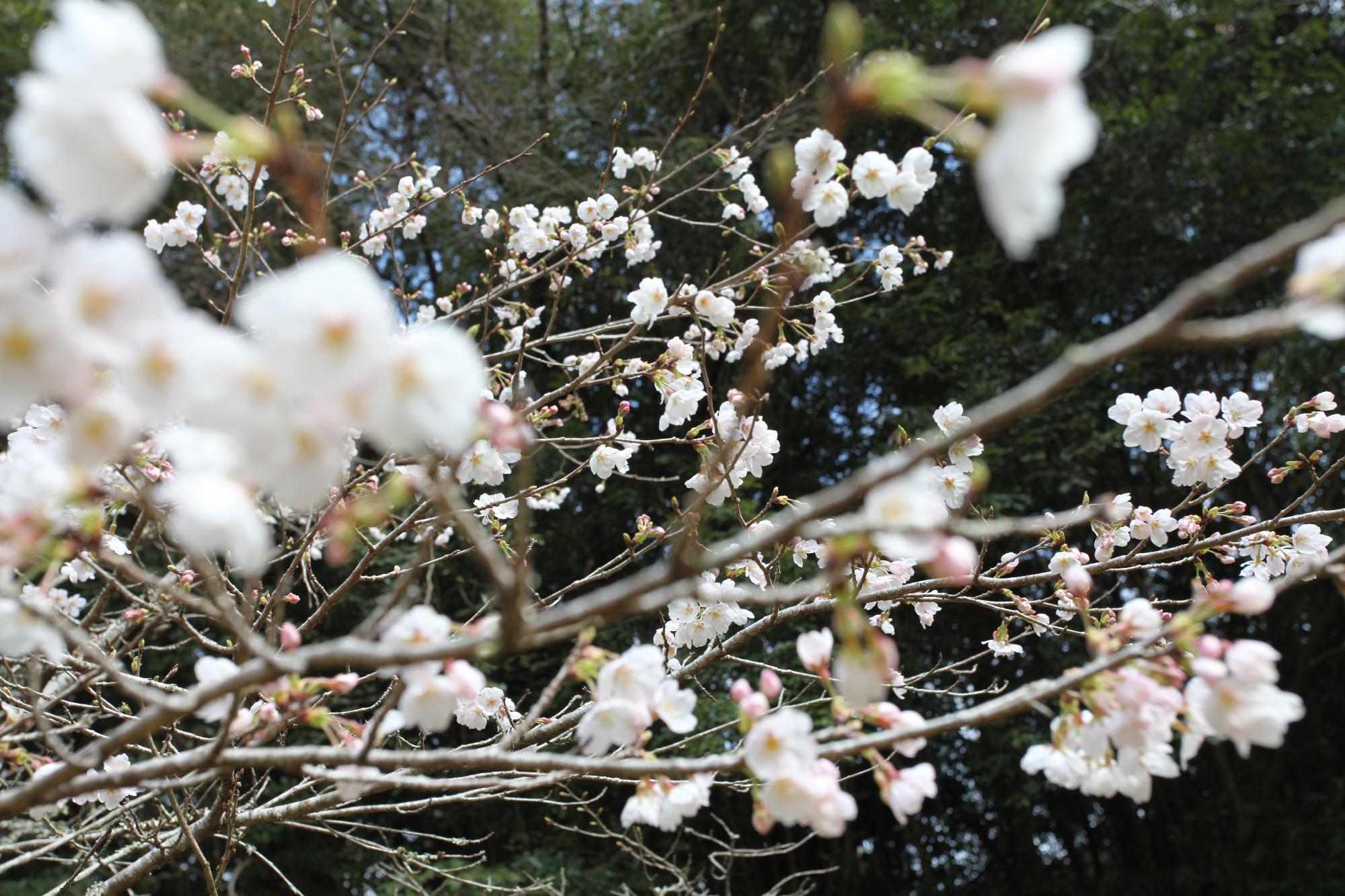 桜の写真