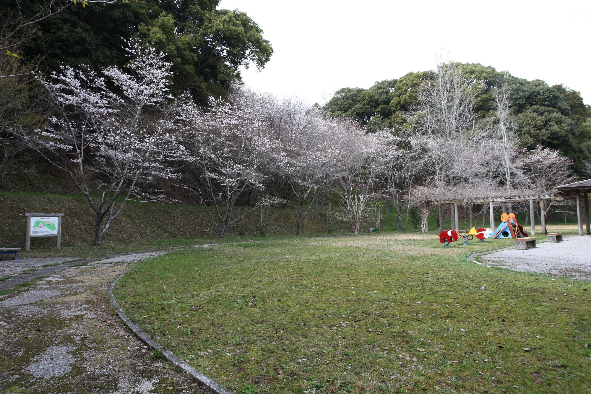 ふれあい広場の桜の写真
