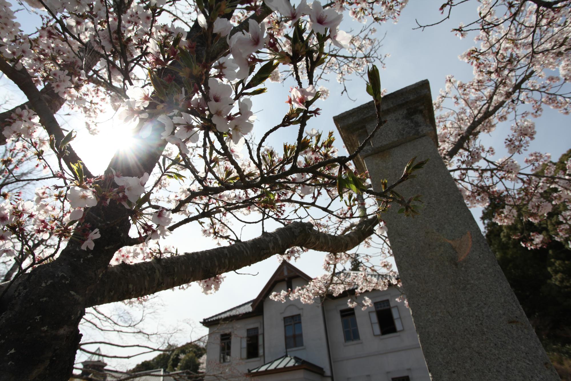 桜の写真