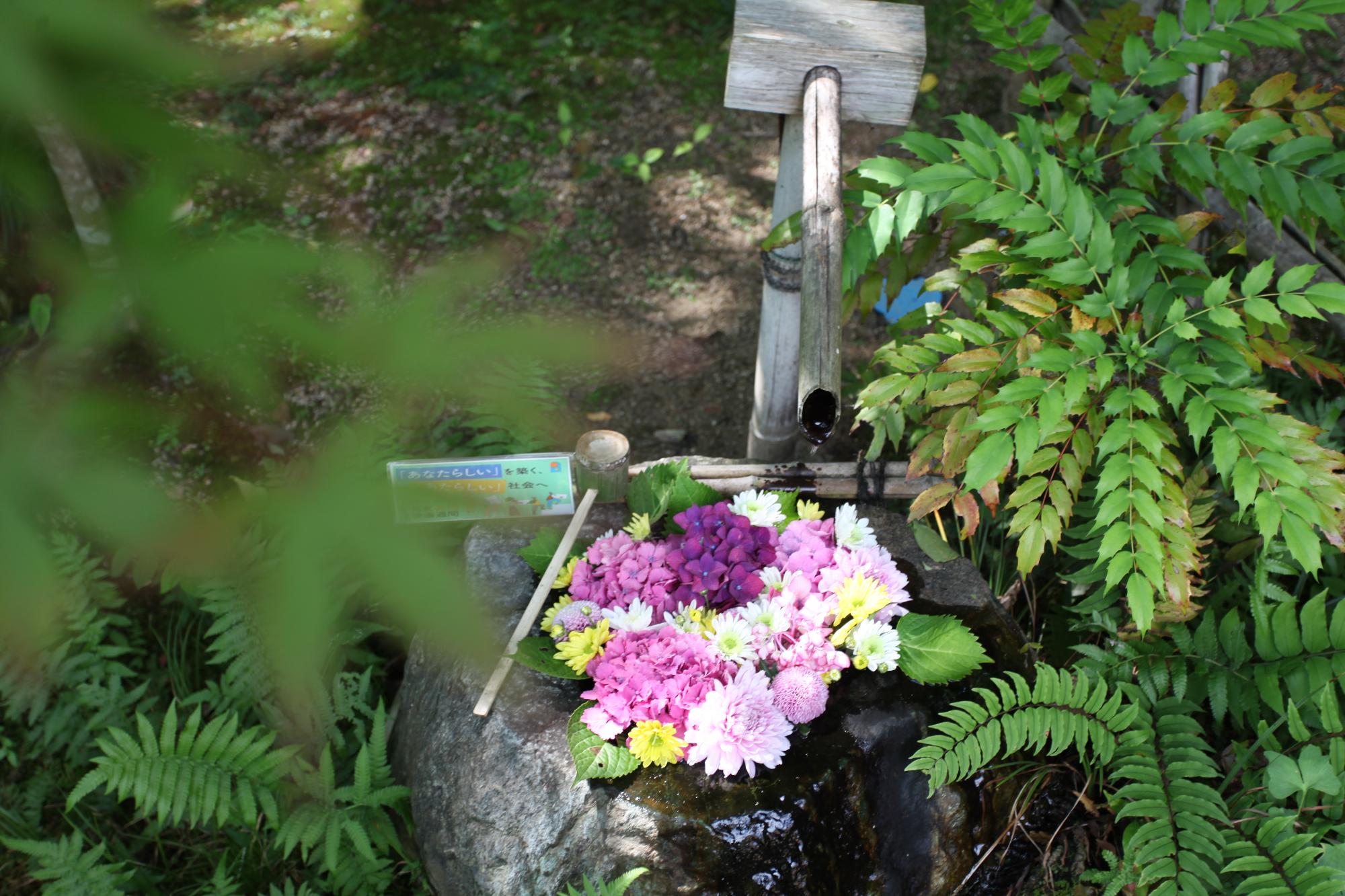 花手水の写真