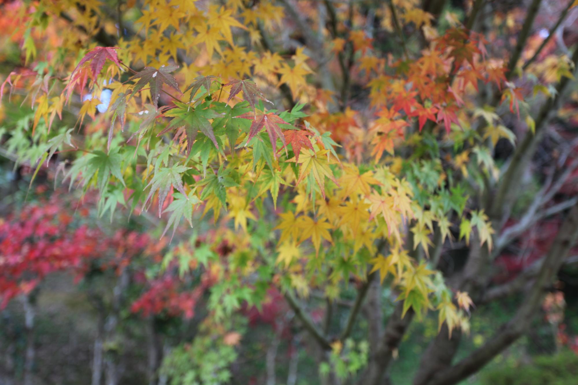 紅葉の写真