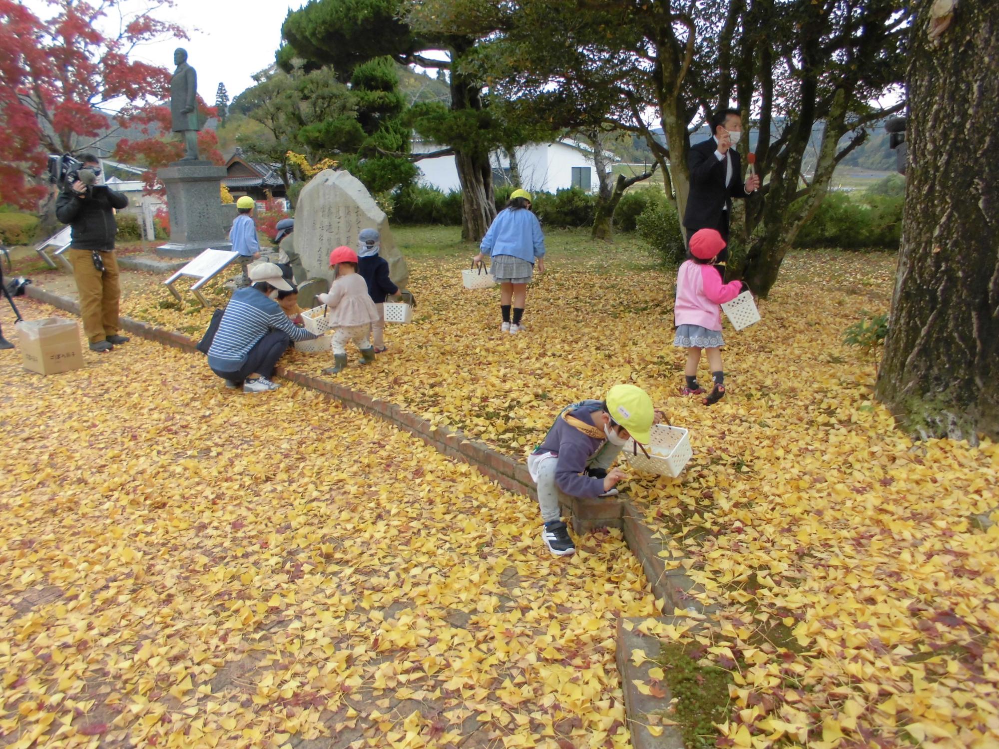 イチョウを拾う様子の写真
