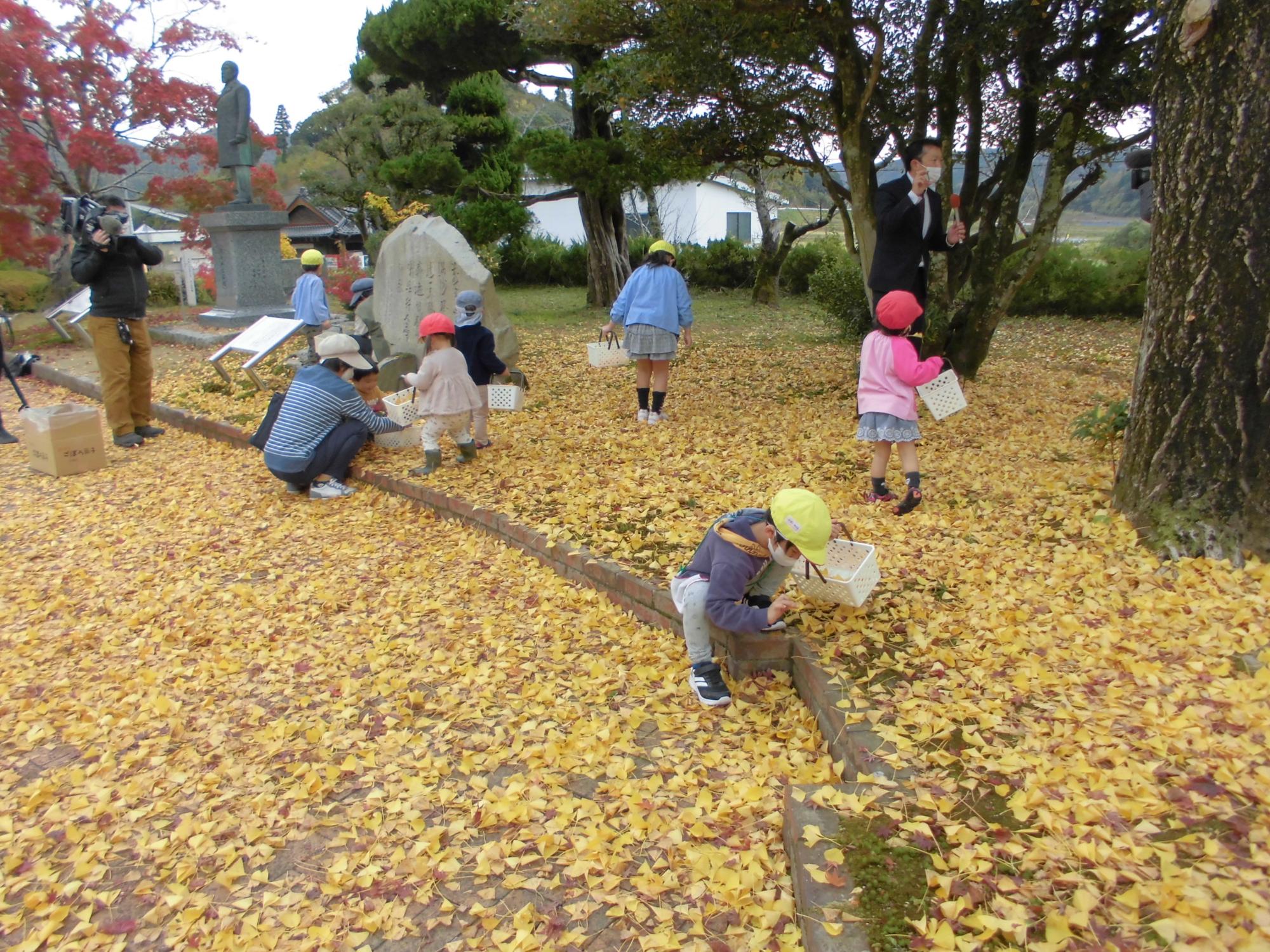 イチョウを拾う様子の写真