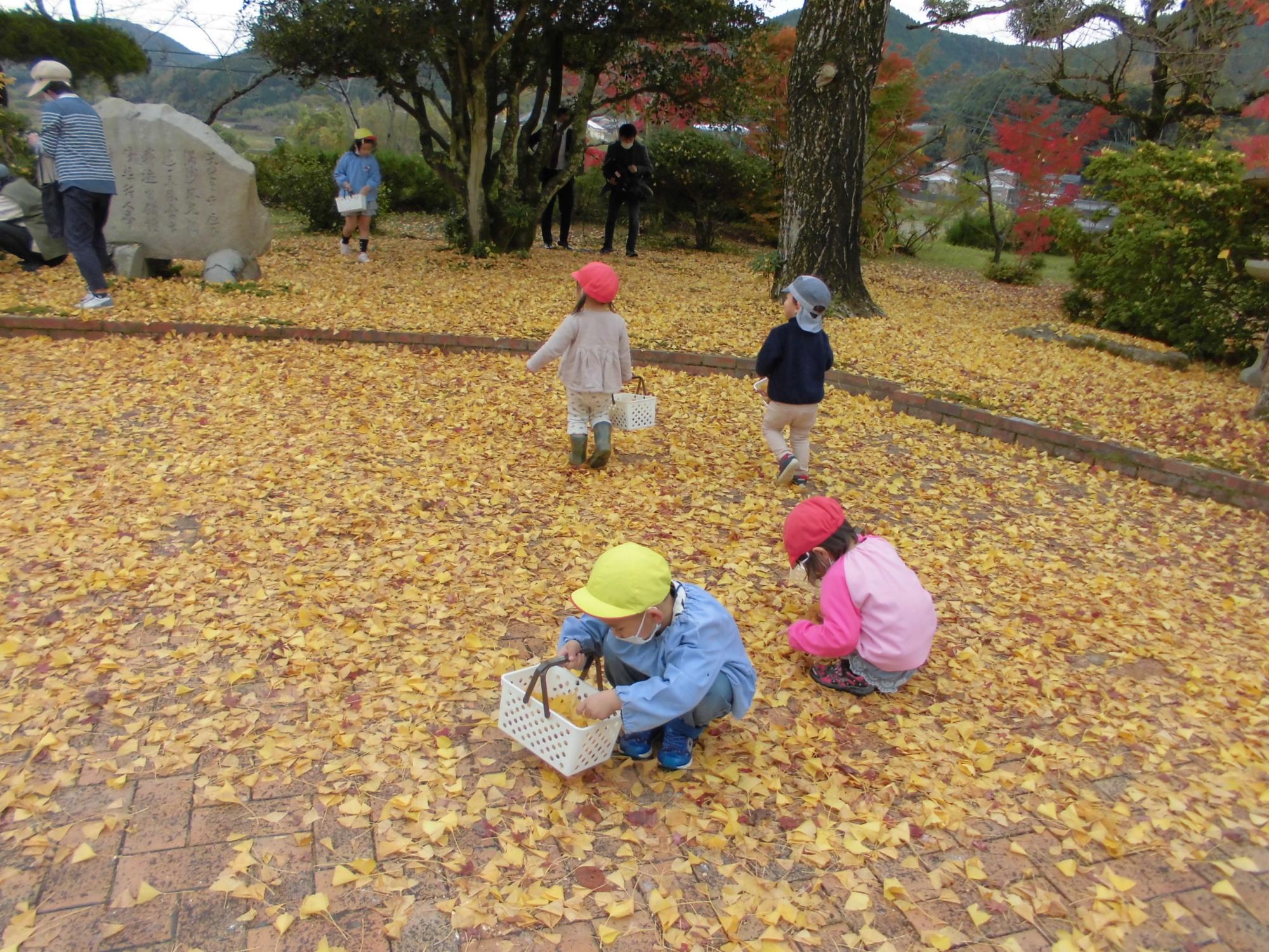 イチョウを拾う様子の写真