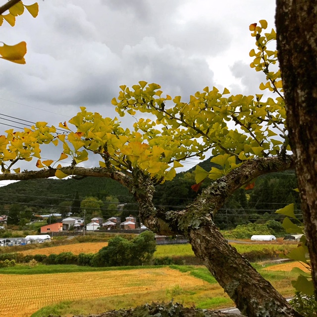 イチョウの写真