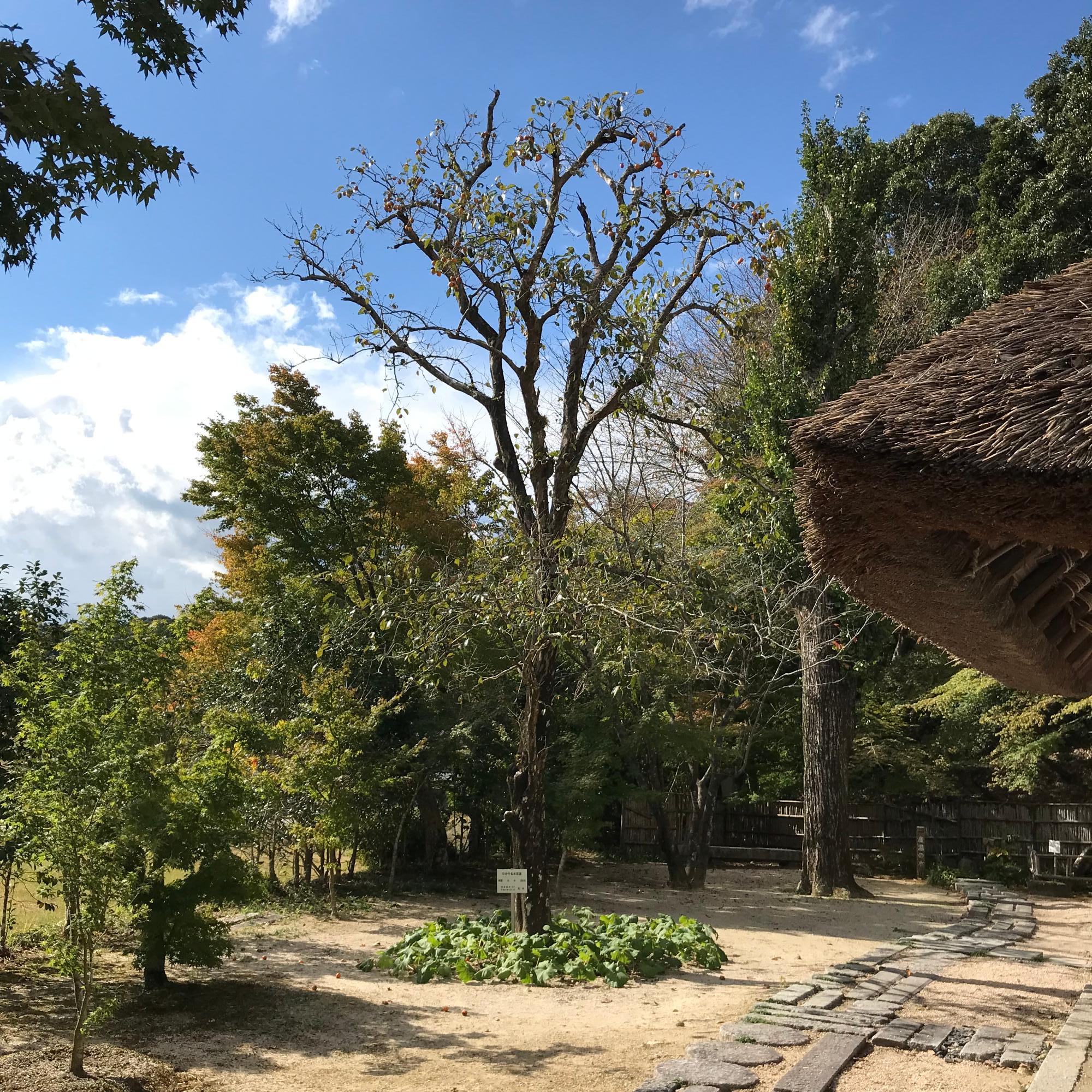 伊藤公記念公園の中にある柿の木の写真