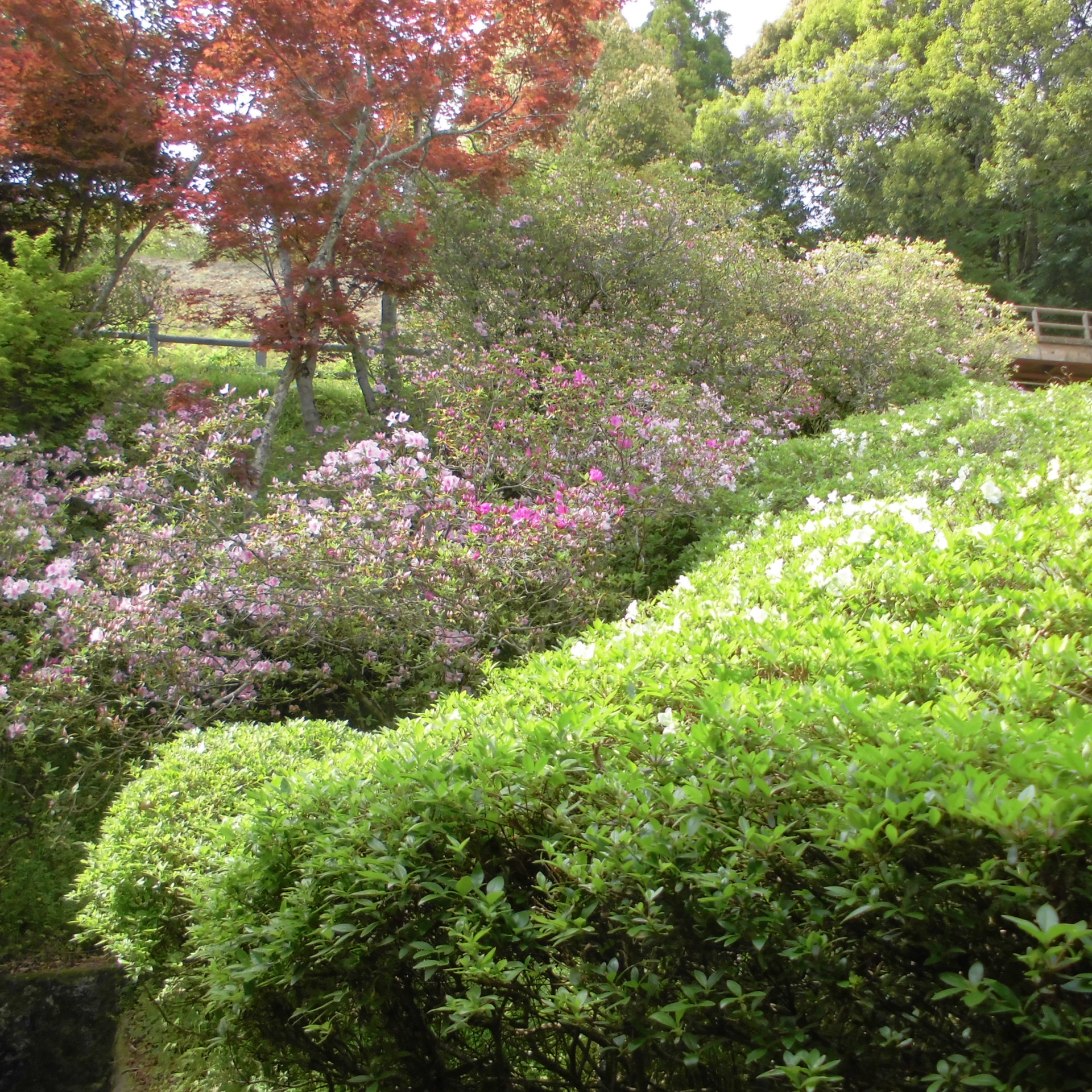 伊藤公記念公園の写真