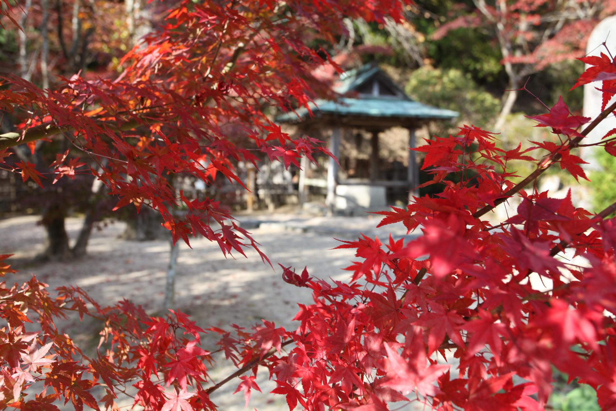 産湯の井戸と紅葉の写真