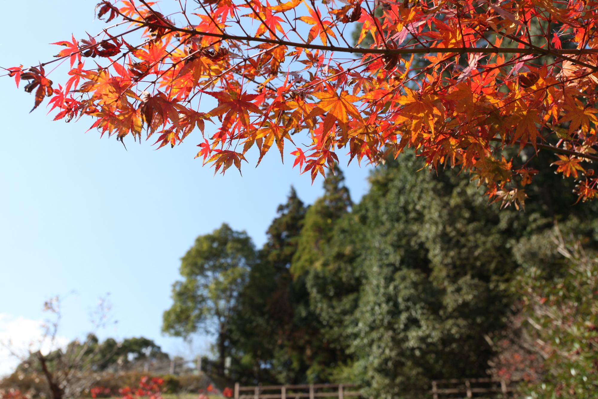 伊藤広場道中の紅葉の写真