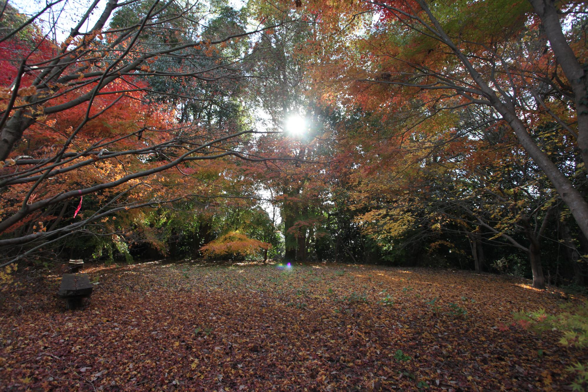 紅葉の写真