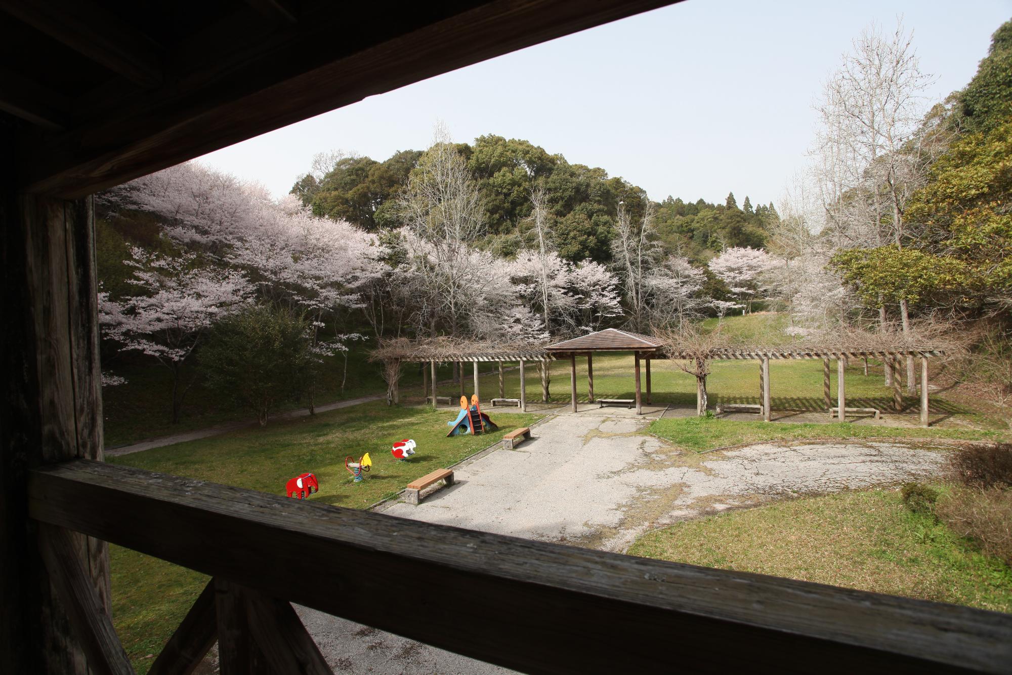 桜が咲いたふれあい広場の写真