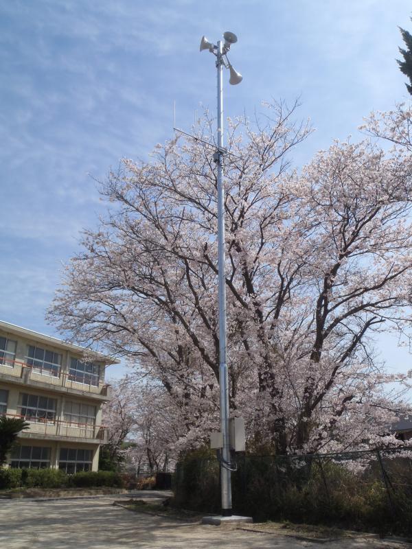 大きな桜の木の前に屋外拡声子局が設置している写真