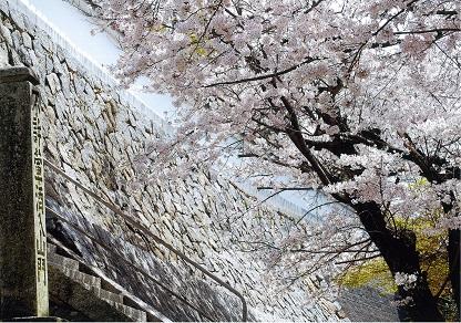 満開の桜と慶宝寺の石垣の写真