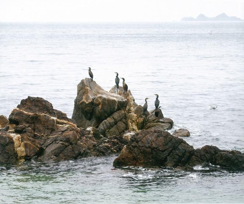 海の中に浮かぶ岩の上にとまっている5羽の海鵜の写真