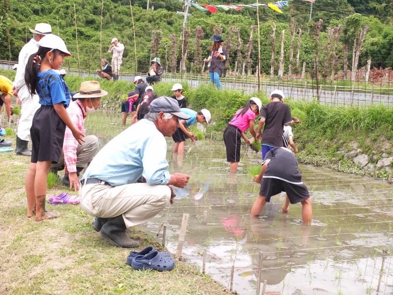 田植えをする子供たちを傍で見つめる男性の写真