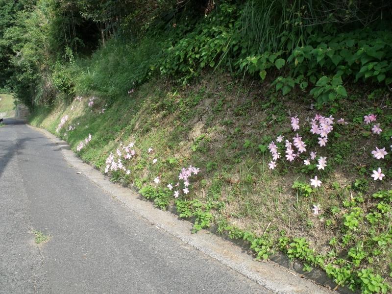 道路わきの斜面に咲くピンク色のゼフィランサスの花の写真