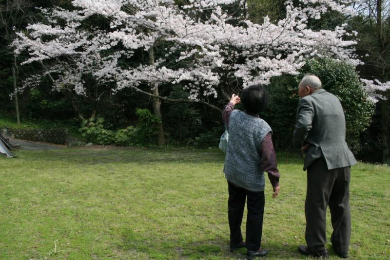 薄いピンクの花が美しく咲き誇る桜の木の枝をゆび指す女性とその傍に立っている男性の写真