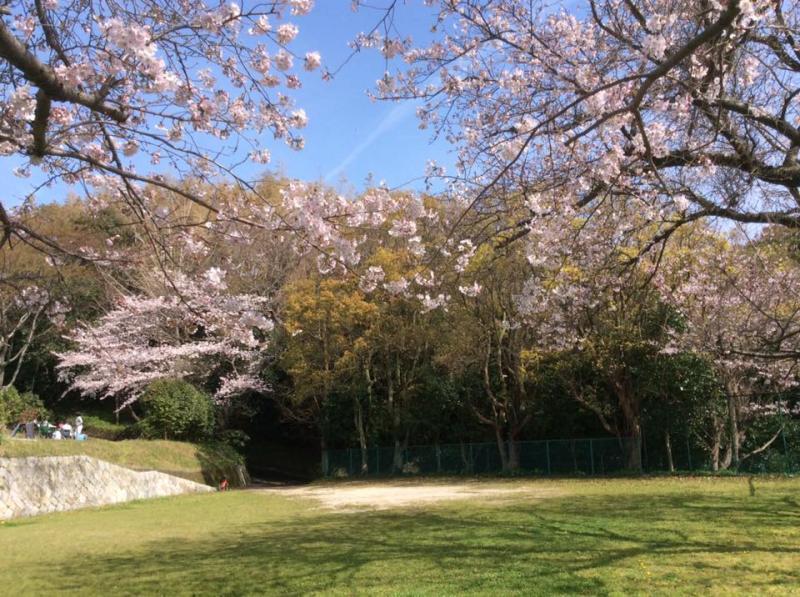 芝生が生えている広い広場に桜の木がピンクの花を咲かせている写真