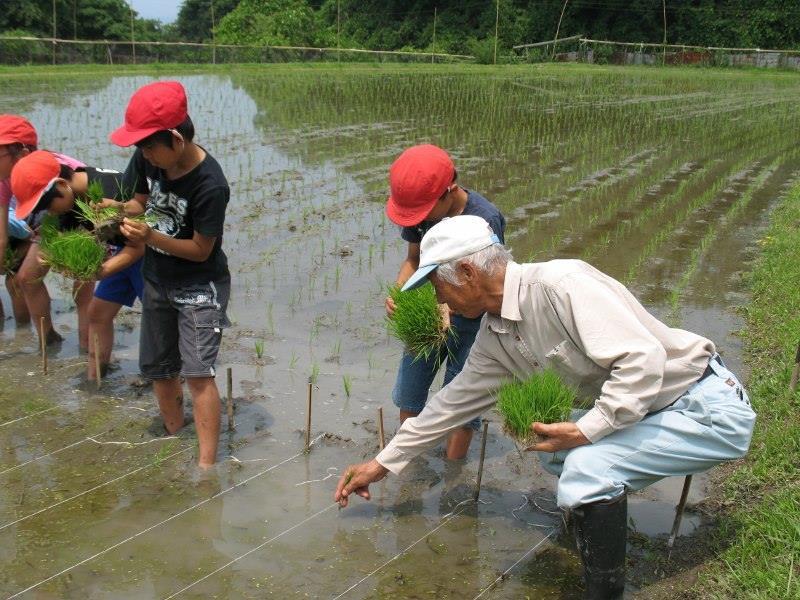 1人の年配の男性が赤い帽子を被り裸足で田んぼに入っている子供たちに田植えを教えている写真