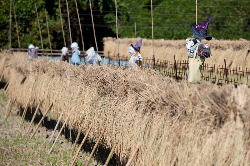 刈り取られて干された穂の後ろに並ぶかかしの写真