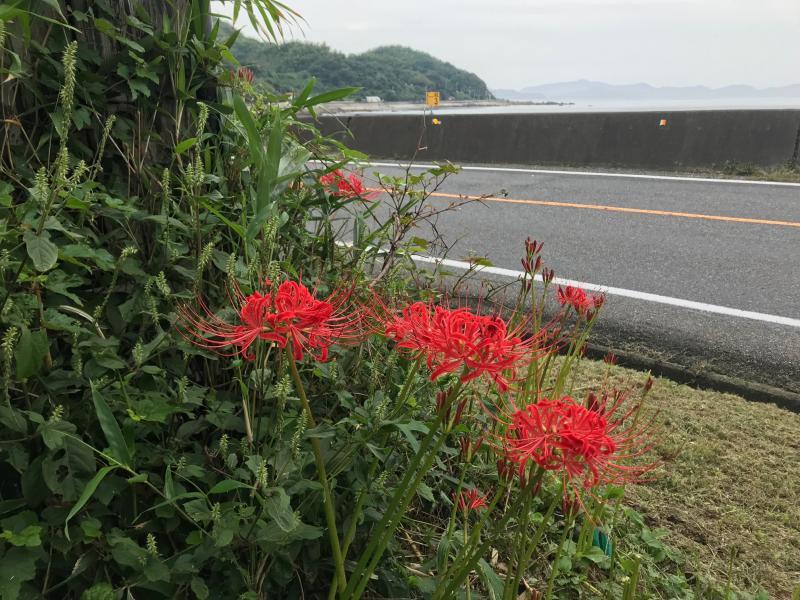 海岸沿いの道路脇咲いている真っ赤な彼岸花の写真