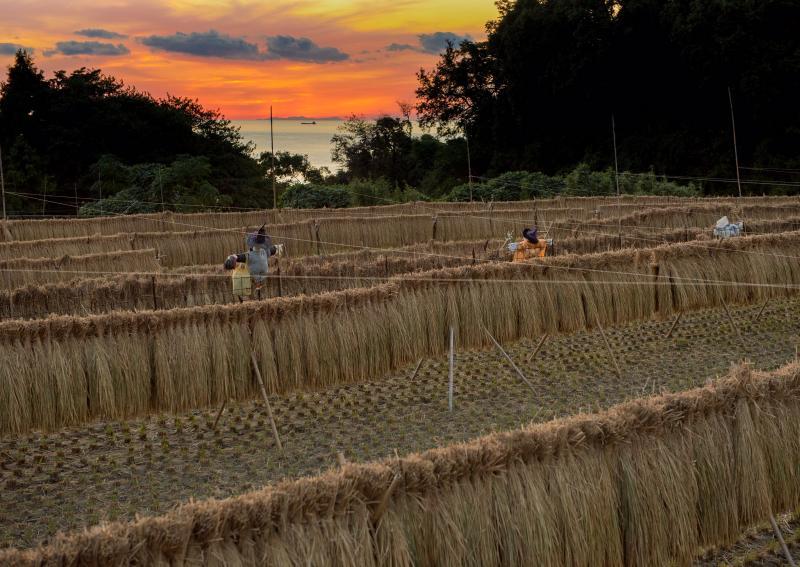 夕焼けの空と、刈り取られた稲が干してある田んぼとかかしの写真