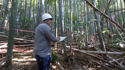 林隊員が竹林の中で竹の本数や状態を確認している様子