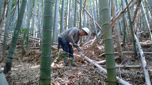 林隊員が竹林の中で枯れた竹をのこぎりで切っている様子