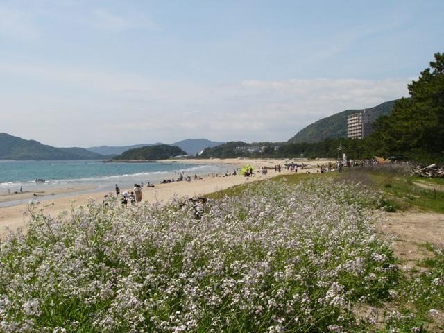 海辺に白っぽい花を咲かせたハマダイコンが群生している写真