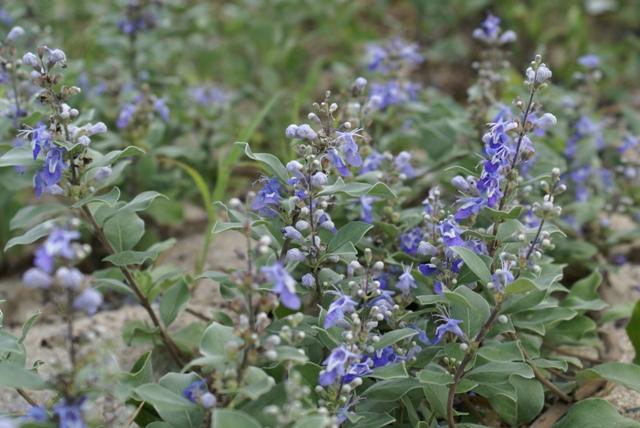青紫色の花を咲かせたハマゴウが複数生えている写真