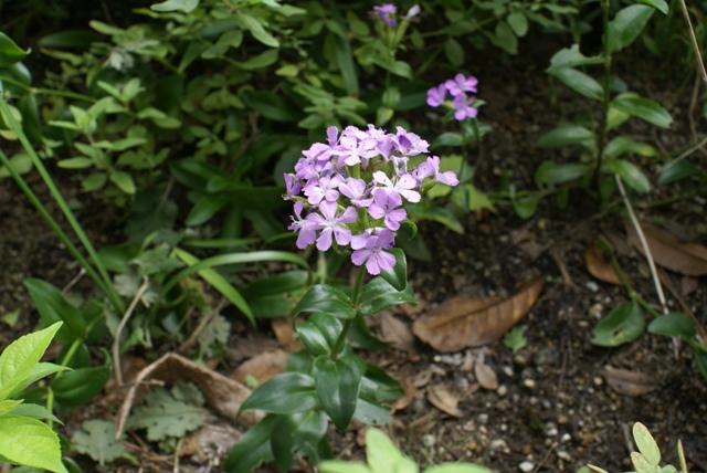 アジサイのように小さな花びらが集まった形状の花を咲かせたハマナデシコの写真