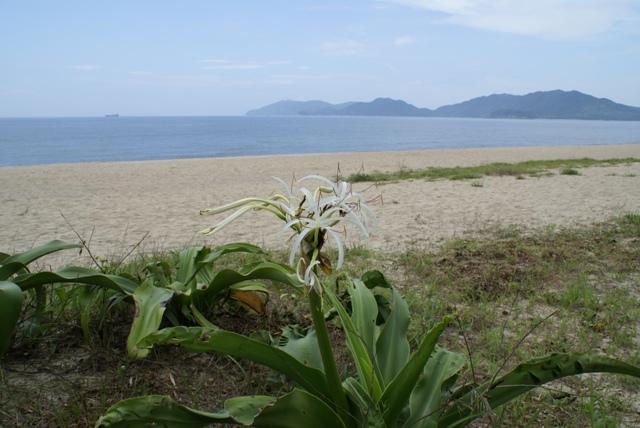 海岸沿いに生えた細長く白い花びらの花を咲かせたハマオモトの写真
