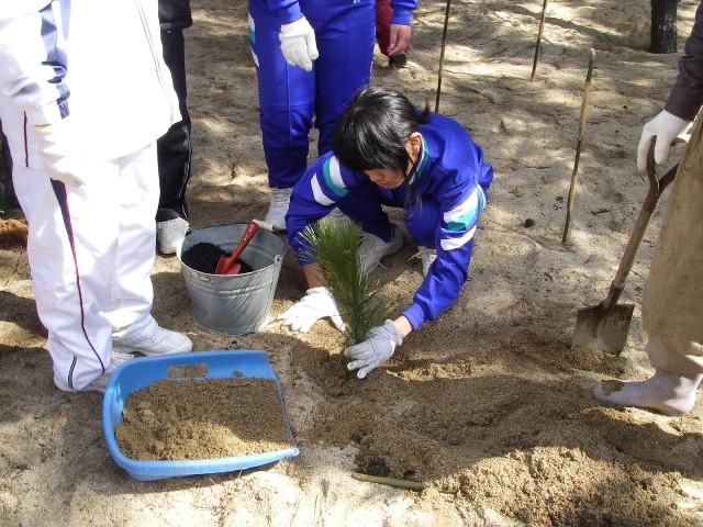 青いジャージに軍手を付けた人物が松の苗を植林している写真